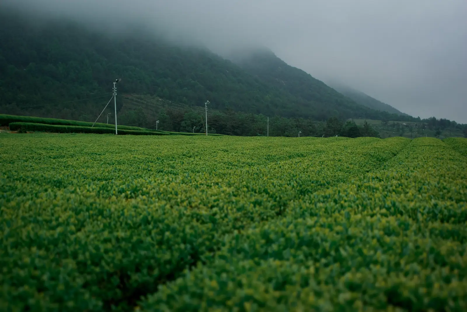 Kebun teh organik TEAZEN di Haenam, Korea