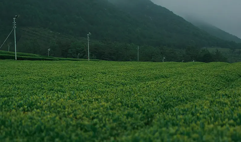 Kebun Teh Organik TEAZEN Haenam